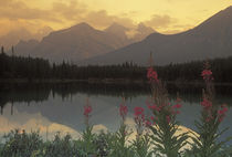 Sunrise scenic of Canadian Rockies and fireweed at Lake Herbert by Danita Delimont