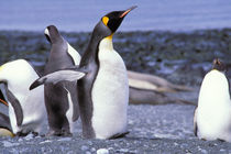 King Penguins (Aptenodytes patagonicus) by Danita Delimont