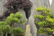 Noted for many bonsai trees by Danita Delimont