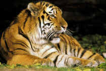 Tiger at rest by Danita Delimont