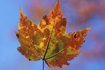 Close-up detail of autumn tinted leaf von Danita Delimont