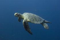 These turtles are commonly seen around the islands von Danita Delimont