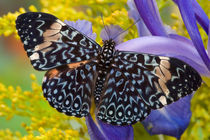 Sammamish Washington Tropical Butterflies photograph Hamadryas arinome the Starry Night Butterfly and Dutch Iris von Danita Delimont