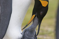 A king penguin feeds its chick by regurgitating food von Danita Delimont