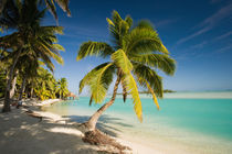 Beach on the island of Aitutaki in the Cook Islands by Danita Delimont