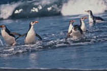 Royal penguins by Danita Delimont