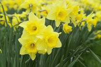 Daffodils (RF) by Danita Delimont