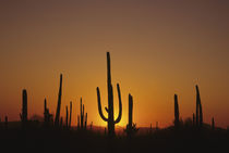 Arizona by Danita Delimont