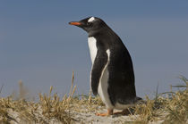 Falkland Islands by Danita Delimont