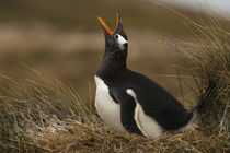Falkland Islands by Danita Delimont