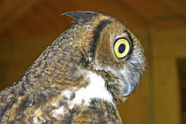 Young great horned owl indoors von Danita Delimont