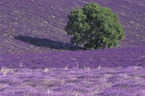 Lavender fields by Danita Delimont