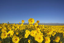 Carrizo Plain with Temblor Range and spring wildflowers (Bigelow's Tickseed) by Danita Delimont