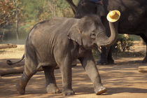 Lampang Bowing with hat - Thai Elephant Conservation Center von Danita Delimont
