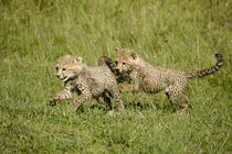 Cubs palying by Danita Delimont