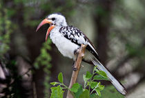 Red-billed Hornbill (Tockus erythrorhynchus) by Danita Delimont