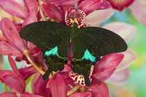 Washington Tropical Butterfly Photograph of Swallowtail Papilio paris the Peacock Swallowtail butterfly from China on Orchids von Danita Delimont
