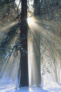 Sun rays streaming through snow covered trees by Danita Delimont