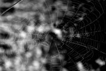 Spider webs make compelling shapes by Danita Delimont