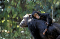 Female chimp with infant riding on her back by Danita Delimont