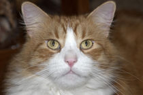 Jack domestic orange and white maine coon cat by Danita Delimont