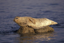 Harbor Seal (Phoca vitulina) perched on rock by Danita Delimont