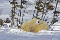 Polar bear cub yawns while protected by mother's body by Danita Delimont