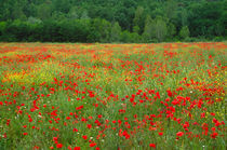 Red poppies in field by Danita Delimont