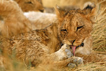 Cub licking foot by Danita Delimont