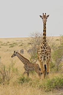 Maasai Giraffes roaming across the Maasai Mara Kenya von Danita Delimont