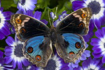 Junonia orithya the Blue Pansy Butterfly by Danita Delimont