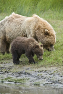 A mother grizzly bear and her cub graze in the estuary grasses by Danita Delimont