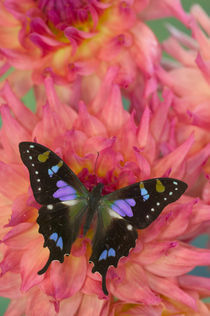 Graphium weiskei the Purple Spotted Swallowtail Butterfly von Danita Delimont