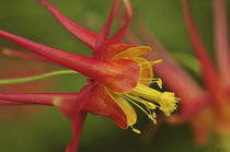 Close-up of columbine wildflower in meadow by Danita Delimont