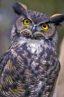 Great Horned Owl by Danita Delimont