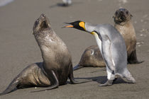 King Penguins (Aptenodytes patagonicus) and Antarctic Fur Seals (Arctocephalus gazella) on beach near massive rookery along Saint Andrews Bay von Danita Delimont