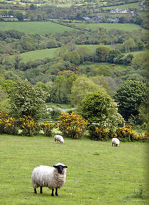 Broad landscape with a patchwork of green pastures von Danita Delimont
