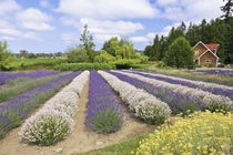 Purple Haze Lavender Farm by Danita Delimont