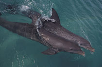 Bottlenose dolphins (Tursiops truncatus) von Danita Delimont