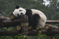 Giant pandas at the Giant Panda Protection & Research Center near Chengdu China by Danita Delimont