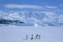 Several adelie penguins on sea ice by Danita Delimont