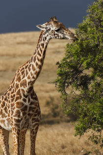 Maasai Giraffe (Giraffe Tippelskirchi) as seen in the Masai Mara by Danita Delimont