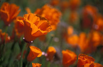 California Poppies von Danita Delimont