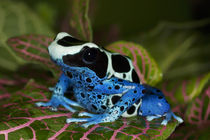 Close-up of Patricia poison dart frog by Danita Delimont