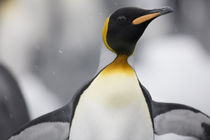 Close-up of King Penguin (Aptenodytes patagonicus) and snow flakes by glacier along Fortuna Bay by Danita Delimont