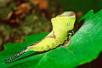 Caterpillar feeding on fresh leaf by Danita Delimont