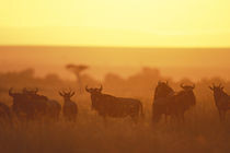 Herd of Wildebeest (Connochaetes taurinus) on savanna during Serengeti migration at dawn by Danita Delimont
