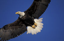 Kenai Peninsula Bald eagle in flight von Danita Delimont