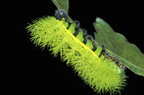 Green spiny catterpillar von Danita Delimont