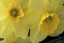 Cache Valley Daffodils by Danita Delimont
